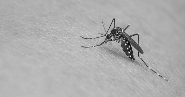 O combate à dengue requer um poder público atuante nos níveis federal, estadual e municipal, com políticas públicas contínuas de fiscalização e prevenção. Para 2024, todos precisam estar ainda mais preparados para o crescimento dos casos