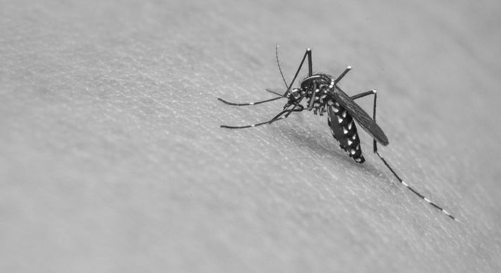 O combate à dengue requer um poder público atuante nos níveis federal, estadual e municipal, com políticas públicas contínuas de fiscalização e prevenção. Para 2024, todos precisam estar ainda mais preparados para o crescimento dos casos