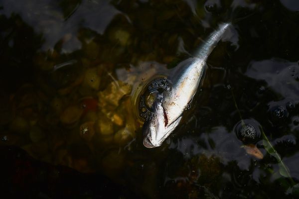 Peixes aparecem mortos no Canal de Camburi por Fernando Madeira