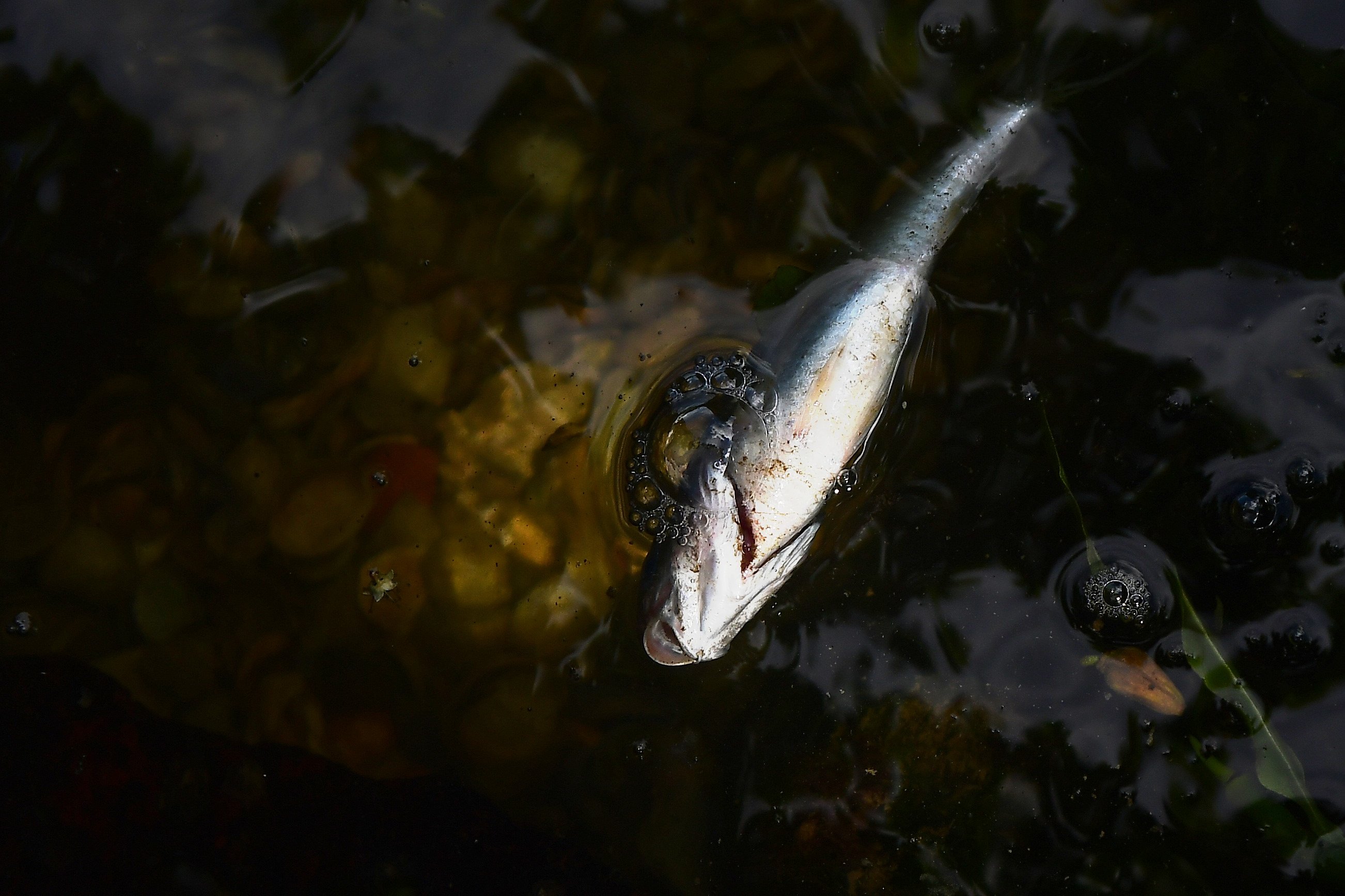 A Gazeta Peixes S O Encontrados Mortos No Mar De Camburi Em Vit Ria