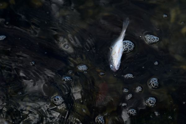 Peixes aparecem mortos no Canal de Camburi por Fernando Madeira