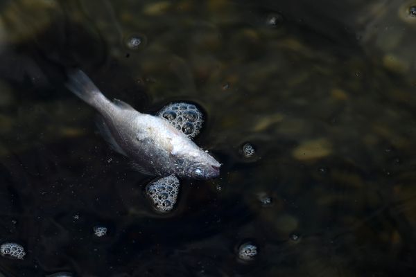 Peixes aparecem mortos no Canal de Camburi por Fernando Madeira