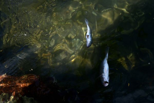 Peixes aparecem mortos no Canal de Camburi por Fernando Madeira