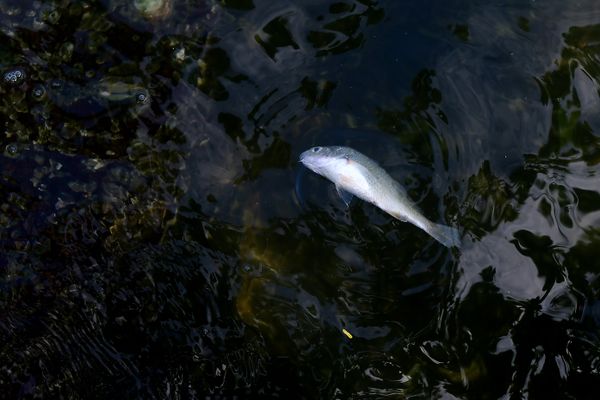 Peixes aparecem mortos no Canal de Camburi por Fernando Madeira