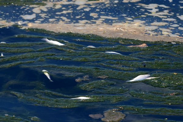 Peixes aparecem mortos no Canal de Camburi por Fernando Madeira