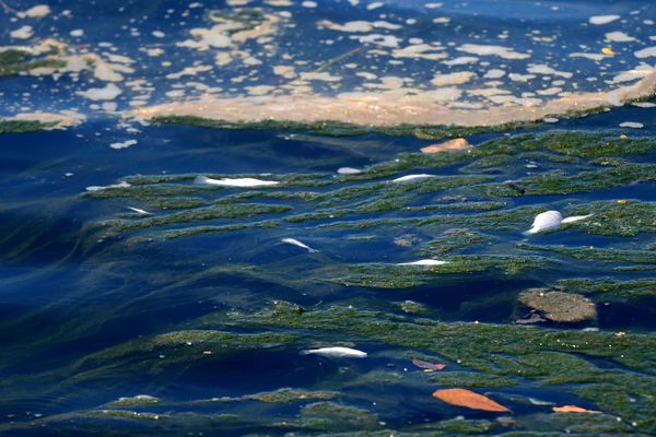 Peixes aparecem mortos no Canal de Camburi por Fernando Madeira