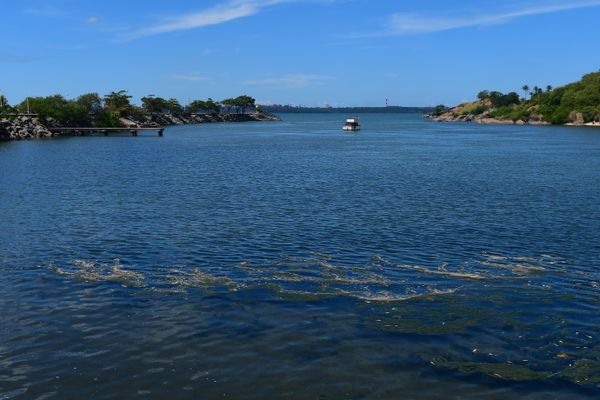 Peixes aparecem mortos no Canal de Camburi por Fernando Madeira