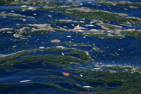 Peixes aparecem mortos no Canal de Camburi por Fernando Madeira