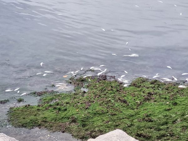 Peixes mortos aparecem no mar de Camburi, em Vitória por Leitor | A Gazeta