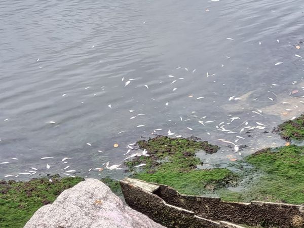 Peixes mortos aparecem no mar de Camburi, em Vitória por Leitor | A Gazeta