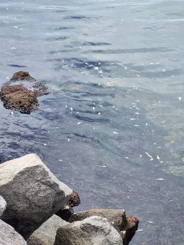 Peixes mortos aparecem no mar de Camburi, em Vitória por Leitor | A Gazeta