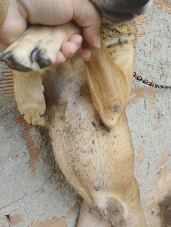 Animais são flagrados em situação de maus-tratos em Itapemirim por Divulgação \ Prefeitura de Itapemirim