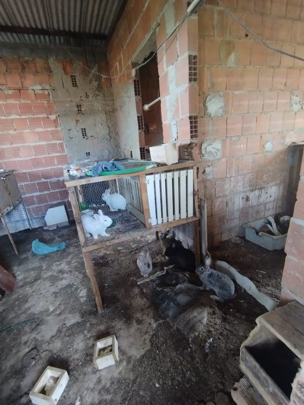 Animais são flagrados em situação de maus-tratos em Itapemirim por Divulgação \ Prefeitura de Itapemirim