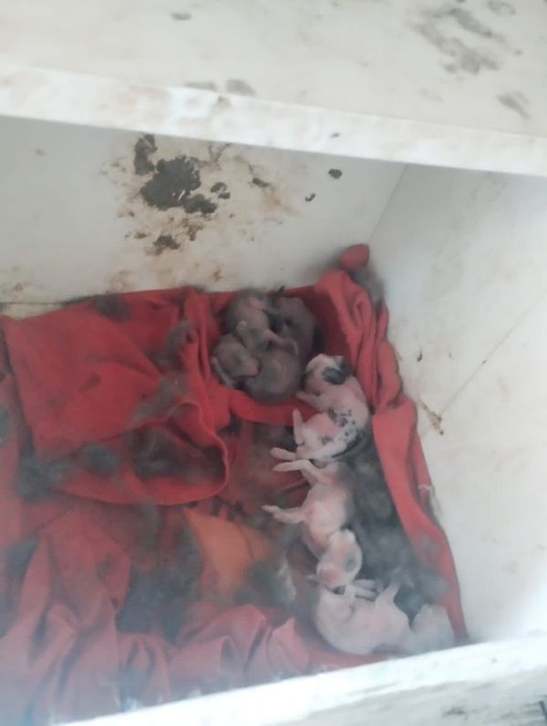 Animais são flagrados em situação de maus-tratos em Itapemirim por Divulgação \ Prefeitura de Itapemirim