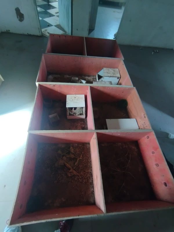 Animais são flagrados em situação de maus-tratos em Itapemirim por Divulgação \ Prefeitura de Itapemirim