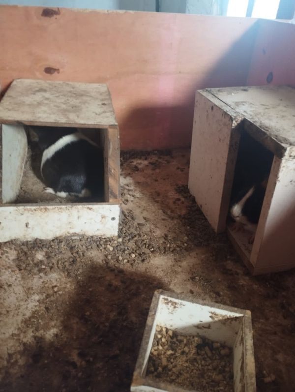 Animais são flagrados em situação de maus-tratos em Itapemirim por Divulgação \ Prefeitura de Itapemirim