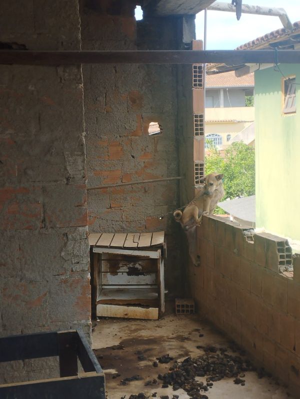 Animais são flagrados em situação de maus-tratos em Itapemirim por Divulgação \ Prefeitura de Itapemirim