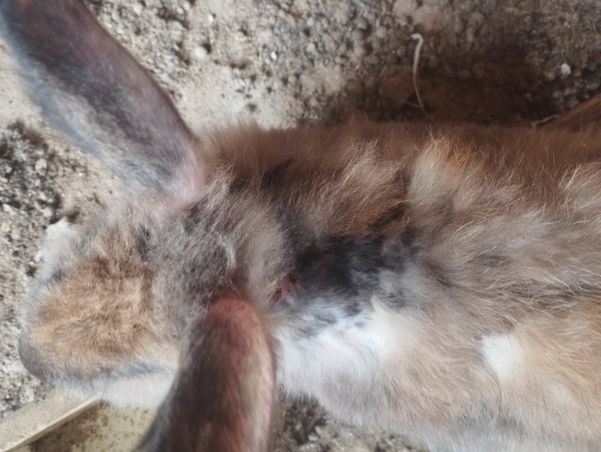 Animais são flagrados em situação de maus-tratos em Itapemirim por Divulgação \ Prefeitura de Itapemirim