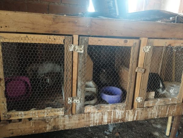 Animais são flagrados em situação de maus-tratos em Itapemirim por Divulgação \ Prefeitura de Itapemirim