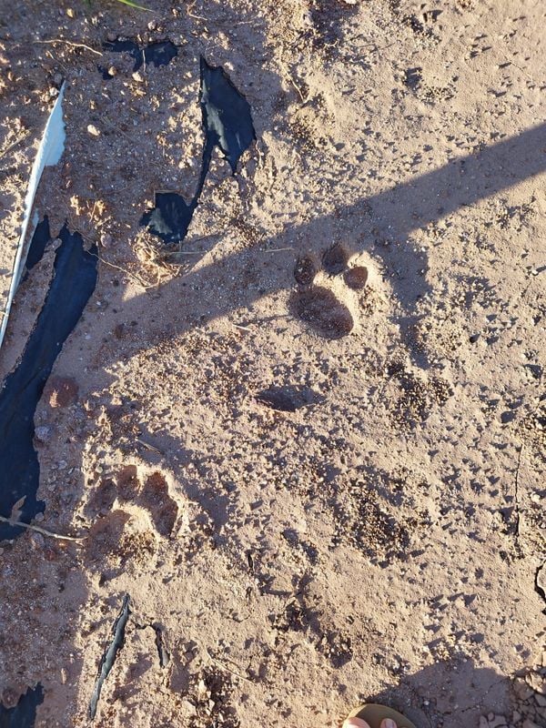 Onça pintada é flagrada no interior de Mimoso do Sul por Lucas Pereira Lopes 