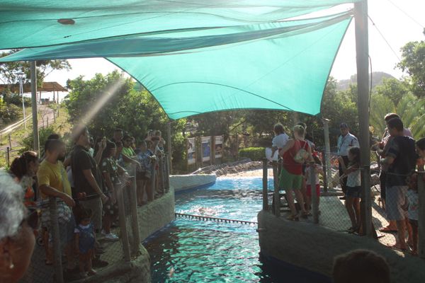 A parceria entre a ArcelorMittal e o Projeto Tamar possibilitou que mais de 5 mil tartarugas-verdes fossem devolvidas à natureza por ArcelorMittal/Divulgação