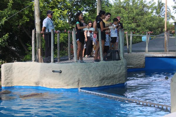 A parceria entre a ArcelorMittal e o Projeto Tamar possibilitou que mais de 5 mil tartarugas-verdes fossem devolvidas à natureza por ArcelorMittal/Divulgação