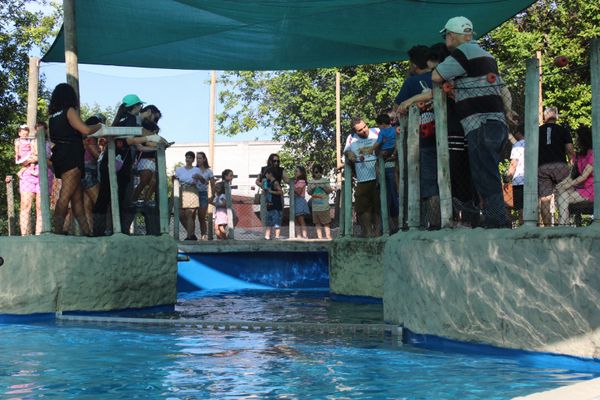 A parceria entre a ArcelorMittal e o Projeto Tamar possibilitou que mais de 5 mil tartarugas-verdes fossem devolvidas à natureza por ArcelorMittal/Divulgação