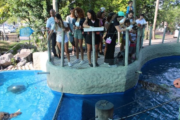 A parceria entre a ArcelorMittal e o Projeto Tamar possibilitou que mais de 5 mil tartarugas-verdes fossem devolvidas à natureza