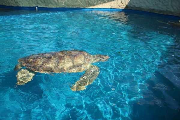 A parceria entre a ArcelorMittal e o Projeto Tamar possibilitou que mais de 5 mil tartarugas-verdes fossem devolvidas à natureza por ArcelorMittal/Divulgação