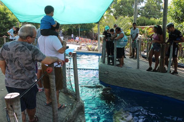 A parceria entre a ArcelorMittal e o Projeto Tamar possibilitou que mais de 5 mil tartarugas-verdes fossem devolvidas à natureza