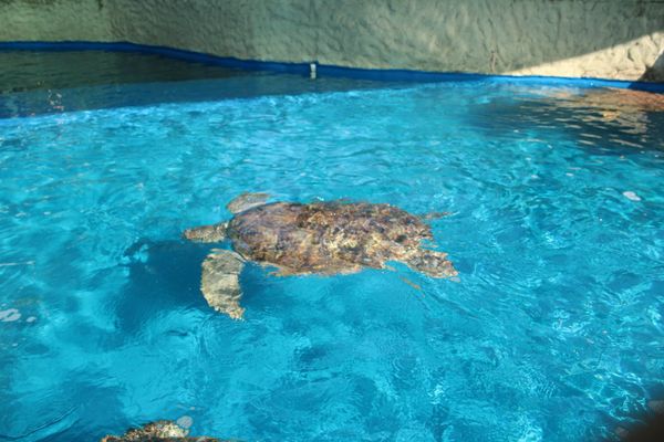 A parceria entre a ArcelorMittal e o Projeto Tamar possibilitou que mais de 5 mil tartarugas-verdes fossem devolvidas à natureza por ArcelorMittal/Divulgação