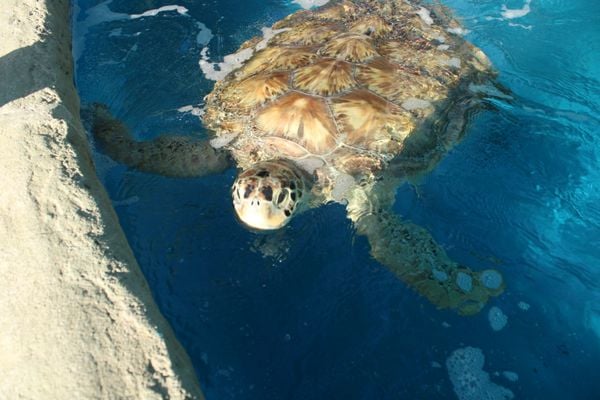 A parceria entre a ArcelorMittal e o Projeto Tamar possibilitou que mais de 5 mil tartarugas-verdes fossem devolvidas à natureza