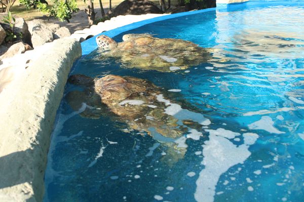 A parceria entre a ArcelorMittal e o Projeto Tamar possibilitou que mais de 5 mil tartarugas-verdes fossem devolvidas à natureza por ArcelorMittal/Divulgação