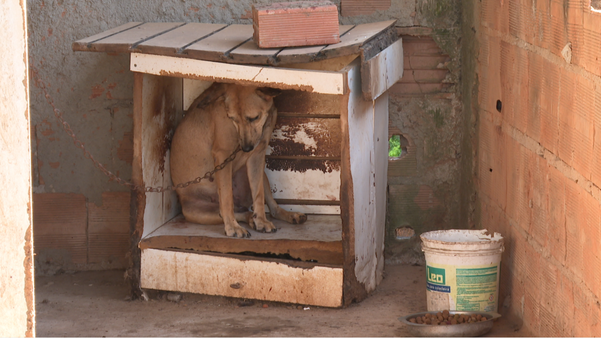 Dono de animais flagrados em situação de maus-tratos em Itapemirim é identificado