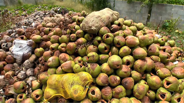 Coco verde é desidratado e usado como adubo para produção de pitaya no ES