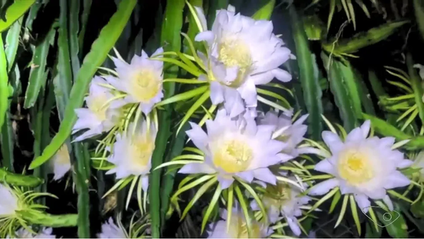 Flor de pitaya só desabrocha a noite. Plantação do ES. 