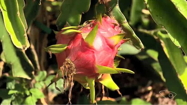 Produção de pitaya no ES