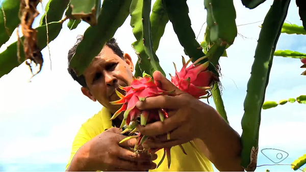Produtor rural do ES colhendo pitaya 