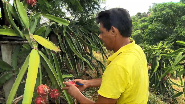 Produtor rural do ES, Moacir, podando pitaya
