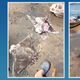 Imagem - Arraias são encontradas mortas na Praia de Camburi em Vitória