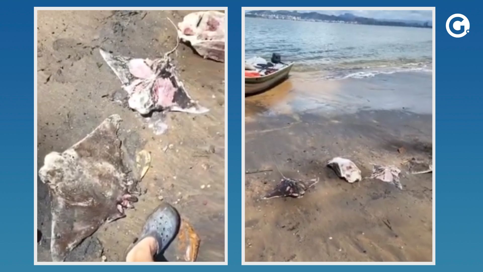 O empresário e fundador do Projeto Pegada, Rafael Braga, acessou o trecho da praia com uma pequena embarcação e já conseguia identificar os animais mortos na água antes mesmo de chegar à areia