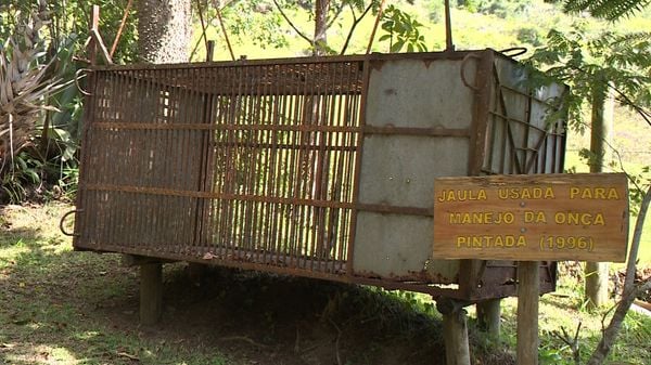 Jaula onde onça foi presa está exposta no parque estadual 