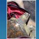 Imagem - Tartaruga é encontrada morta dentro de mochila boiando no mar em Vitória