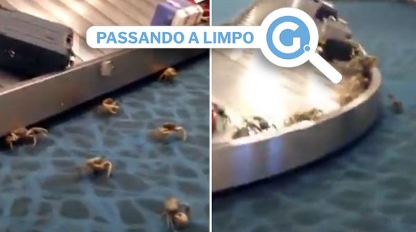 Vídeo que circulou nas redes sociais mostrava os crustáceos juntos das malas, o que gerou correria em meio aos passageiros; gravação foi atribuída ao episódio ocorrido em na Capital do ES