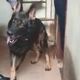 Imagem - Cachorro Messi, da PM, faz golaço e encontra 16 armas em Cachoeiro