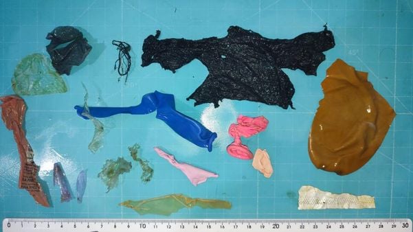 Plásticos foram encontrados no organismo de tartaruga em Vitória