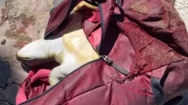Tartaruga foi encontrada morta dentro de mochila em Vitória