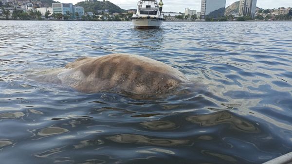 Animal apareceu boiando na baía de Vitória por Carlos Alberto