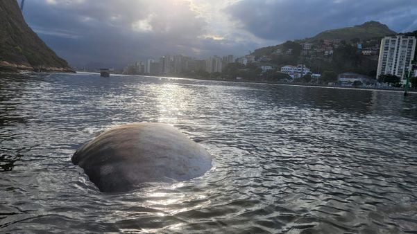 Carcaça de baleia morta é encontrada na Baía de Vitória