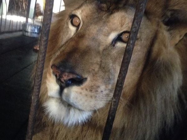 Sansão: leão viveu em zoológico do ES entre setembro de 2014 e março de 2023 por Divulgação | Zoo Park da Montanha